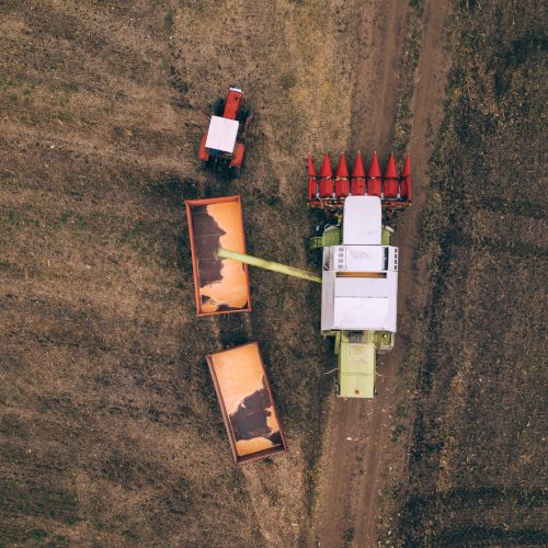 Aerial view of combine harvester pouring harvested corn crop grains into tractor trailer, top view from drone pov
